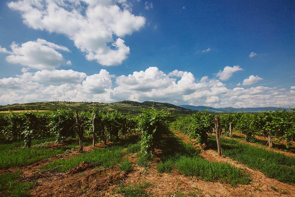 Extreme wine tasting event