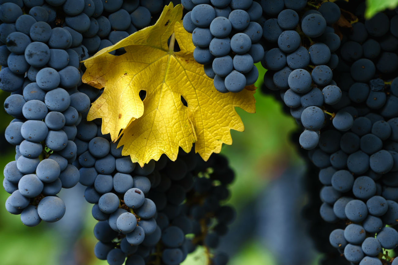 A legismertebb kékszőlők egyike – Cabernet Sauvignon