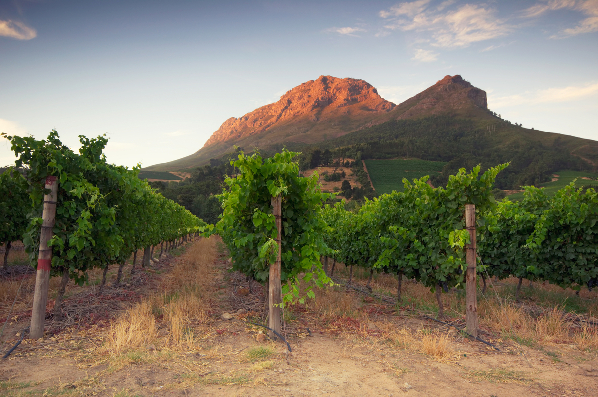 Dél-Afrika borászata és borai
