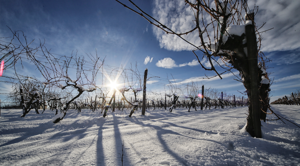 Mit csinál a borász tél közeledtével? 5+1 dolog, amire ilyenkor van lehetőség – a pihenésen túl